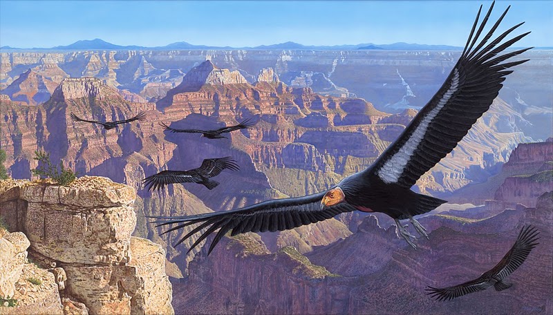 Wildlife Viewing of Grand canyon