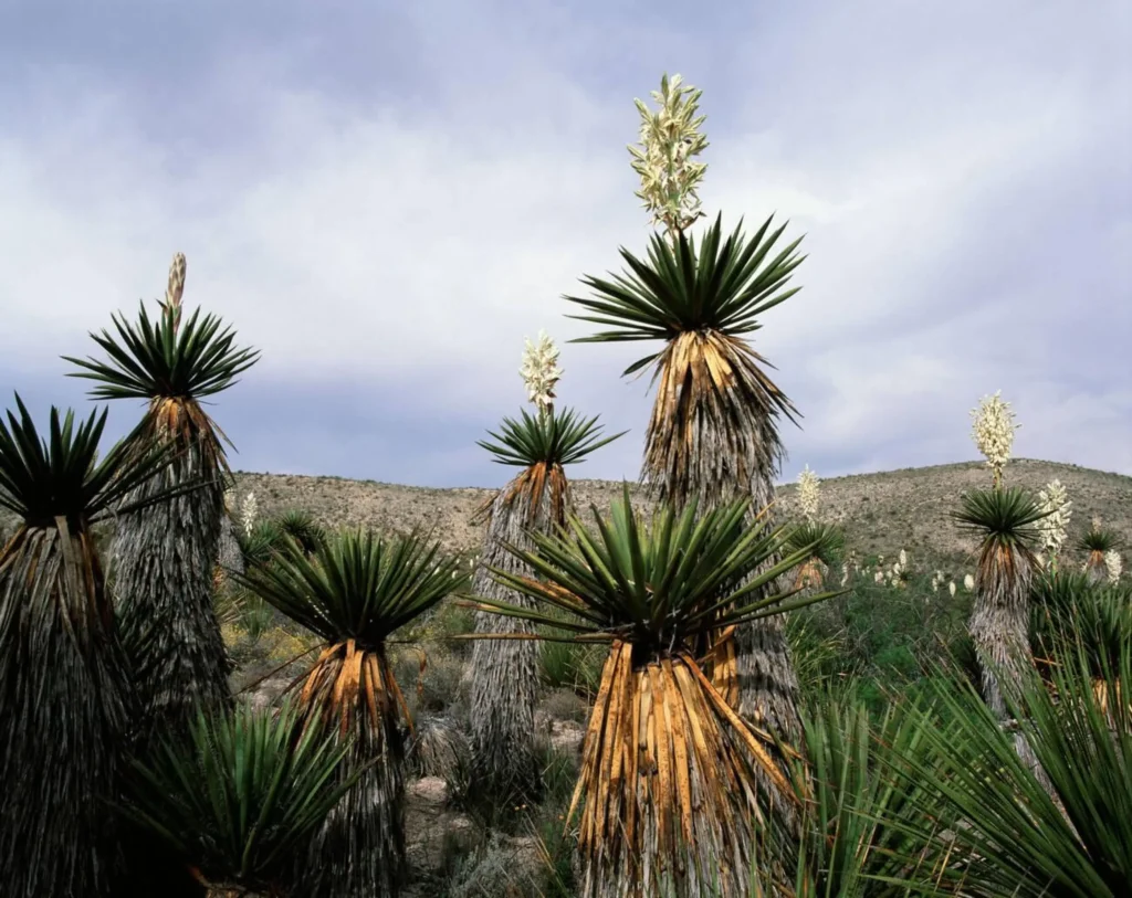 Giant Dagger Yuccas (Yucca carnerosana) in Dagger Flat, Big Bend National Park, Texas USA