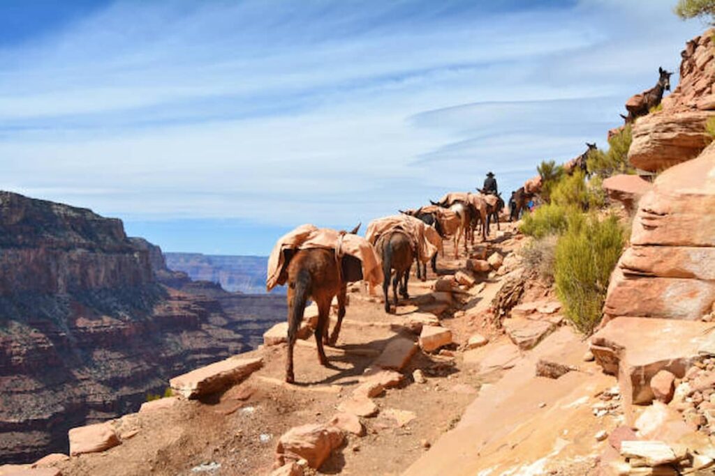 Mule Rides, Activities of Grand Canyon