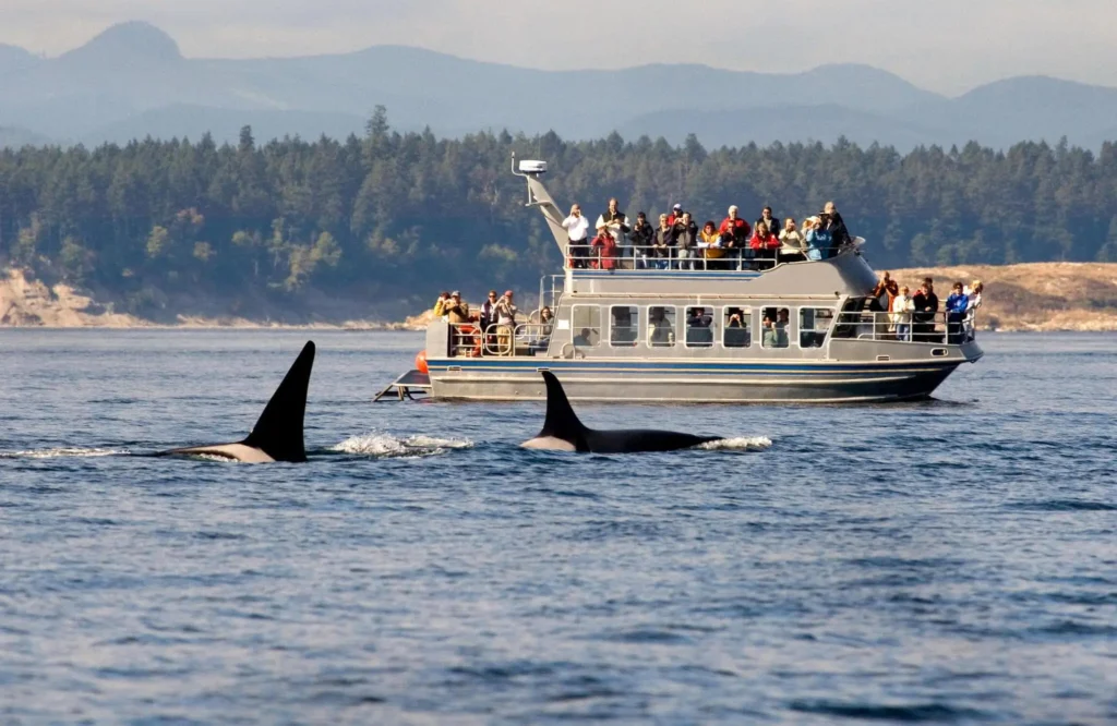 Whale Watching Boat Tour, British Columbia, Canada