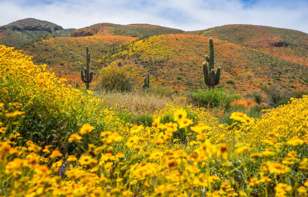 spring season in Phoenix, Arizona USA