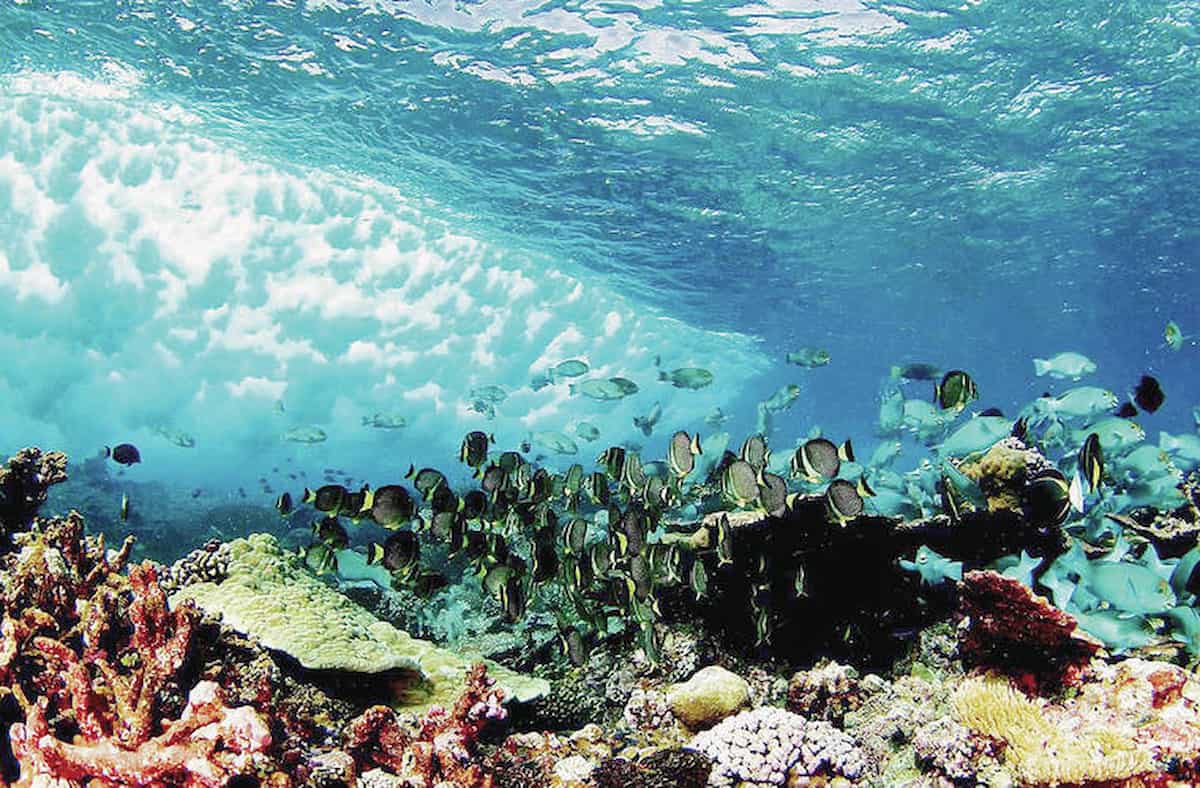 Explore-the-Reefs-in-Waikiki