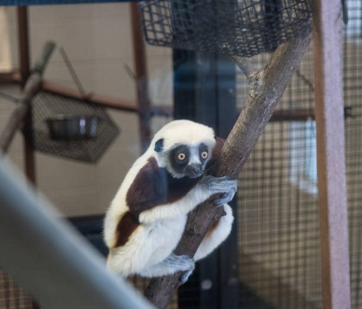The-Duke-Lemur-Center