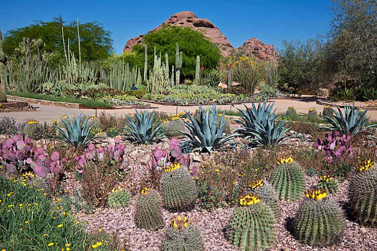 desert-botanical-garden-tourist-attractions