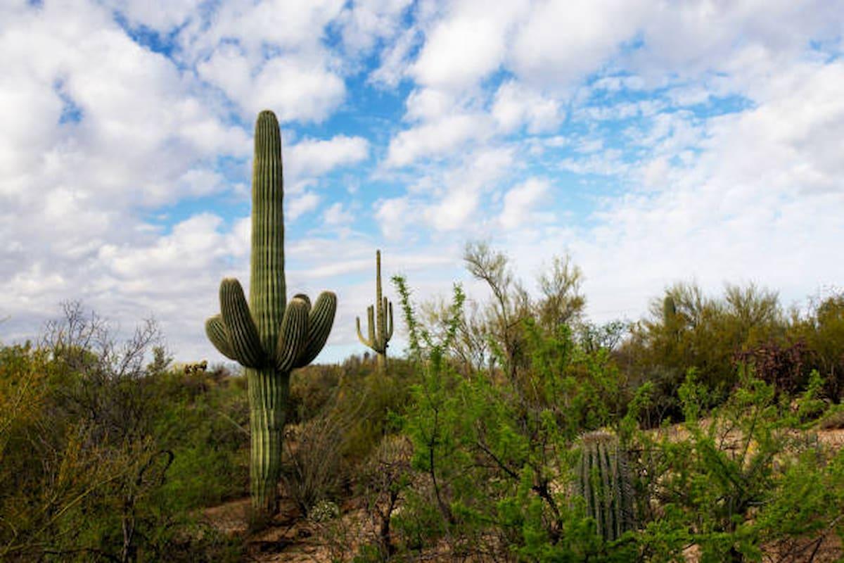mcdowell-sonoran-preserve
