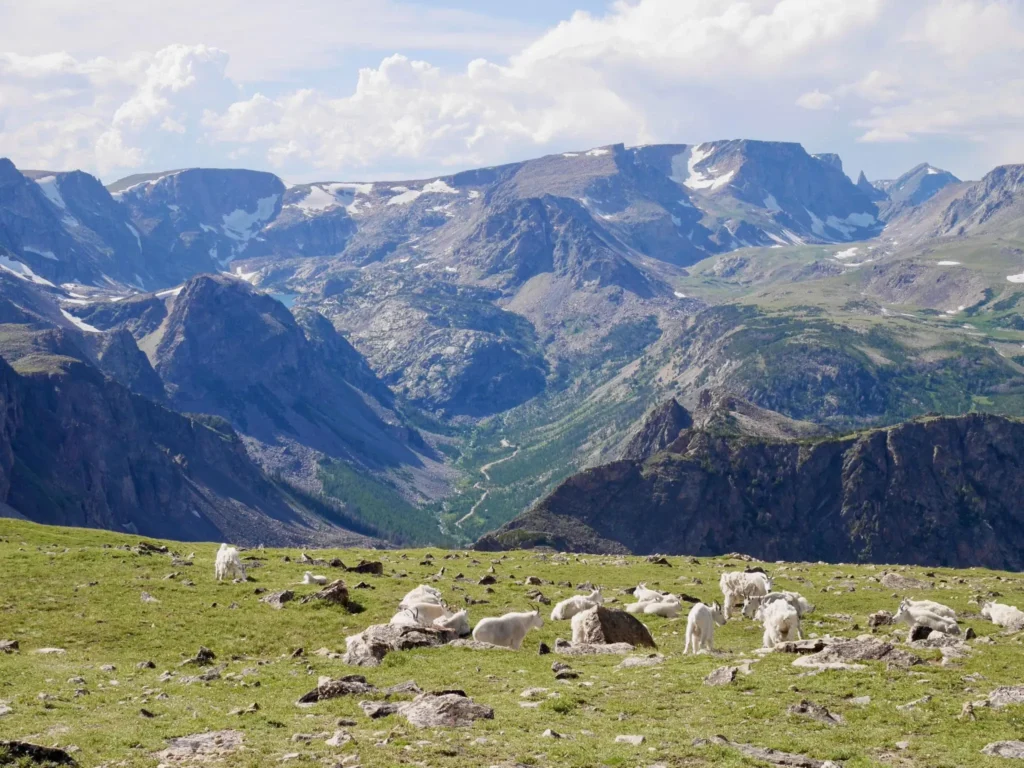 Flock of wild goats on Beartooth Pass, Wyoming. USA