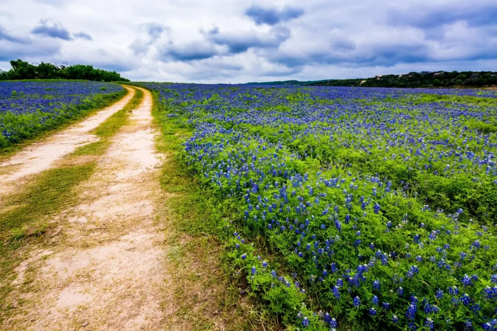 Bluebonnet Trails texas usa