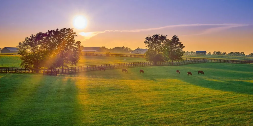 Thoroughbred horses grazing Lexington