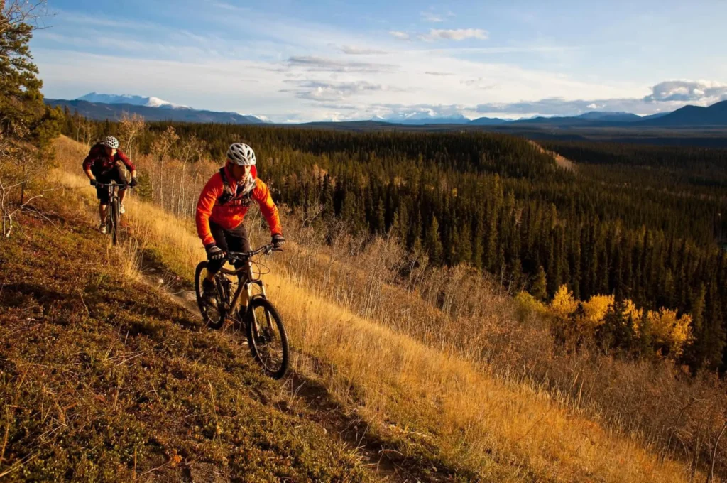 Two mountain bikers enjoying the fall colors and trails in Whitehorse, Yukon
