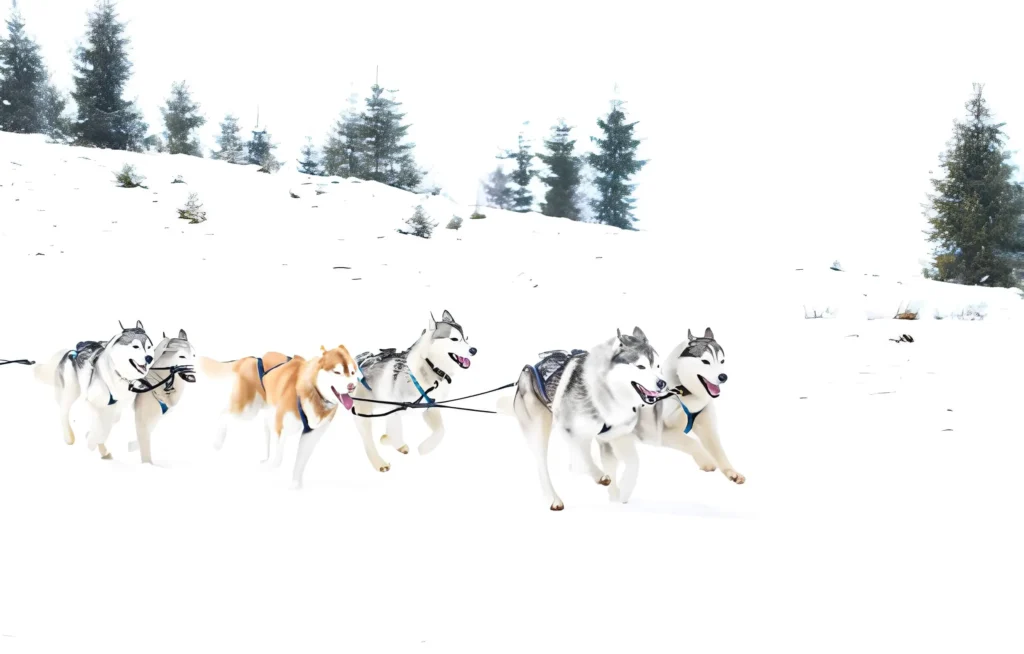 The Iditarod Trail on of the best things to do in Alaska 