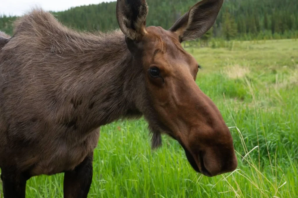 A portrait of a moose at the Yukon Wildlife Preserve near Whitehorse, Yukon