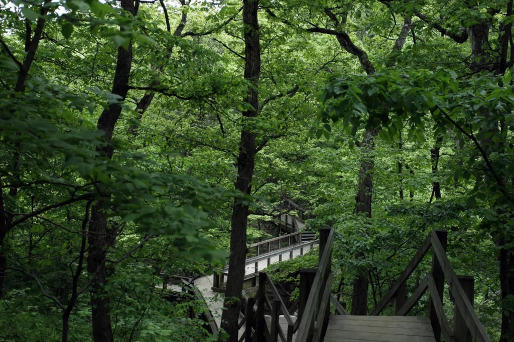 Shawnee National Forest - Southern Illinois, united states