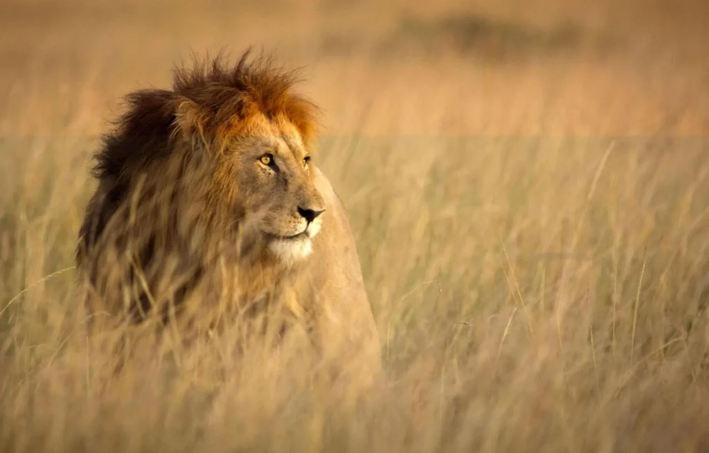 Lion in high grass