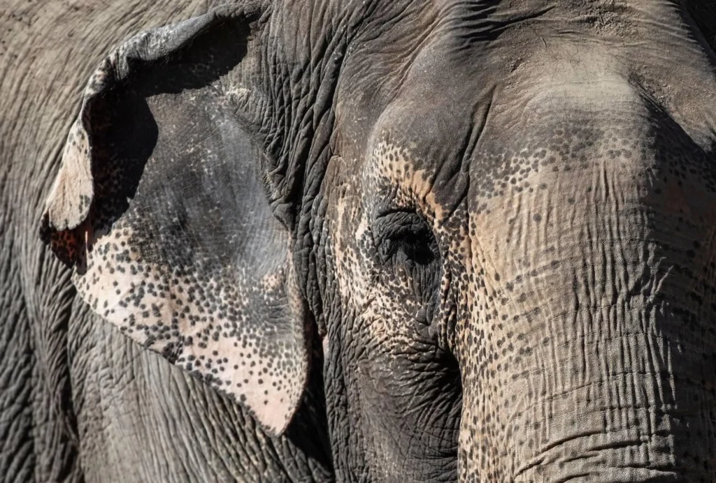Lucy the elephant at the Edmonton Valley Zoo, in Edmonton