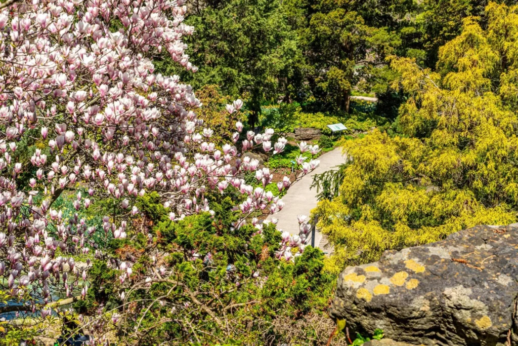 Blooming magnolia tree in Royal Botanical Gardens - Rock Garden, Hamilton, Canada
